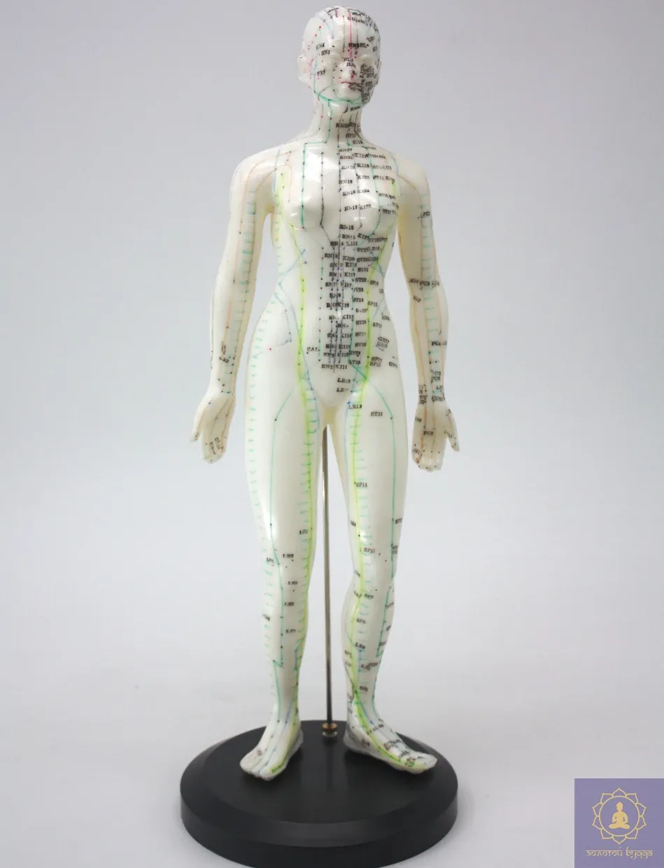Макет людини жінки 50 см.