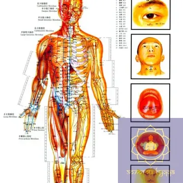 Плакат з меридіанами та акупунктурними точками.