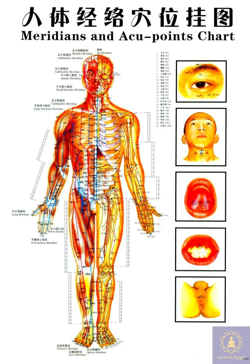 Плакат з меридіанами та акупунктурними точками.