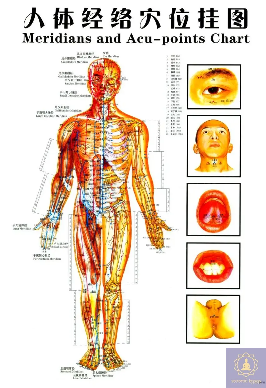 Плакат с меридианами и акупунктурными точками.
