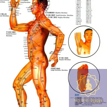 Плакат с меридианами и акупунктурными точками.