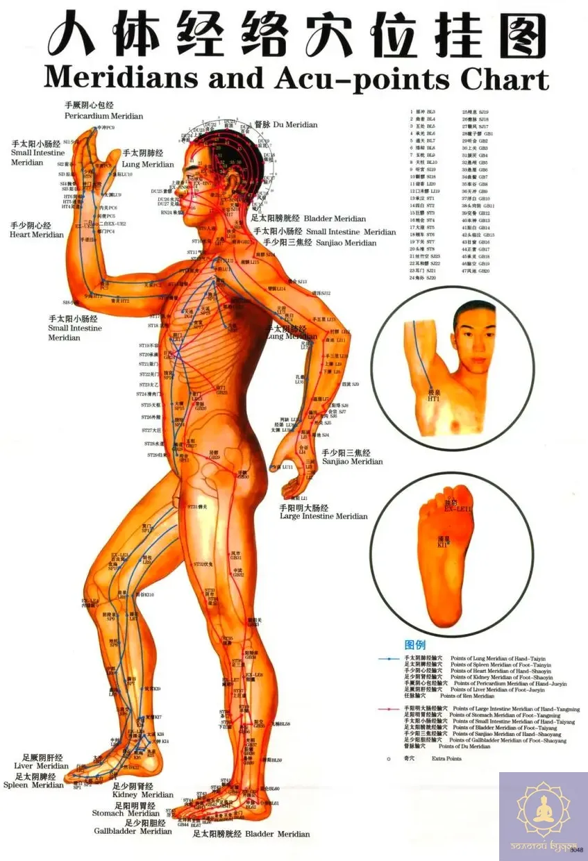 Плакат з меридіанами та акупунктурними точками.