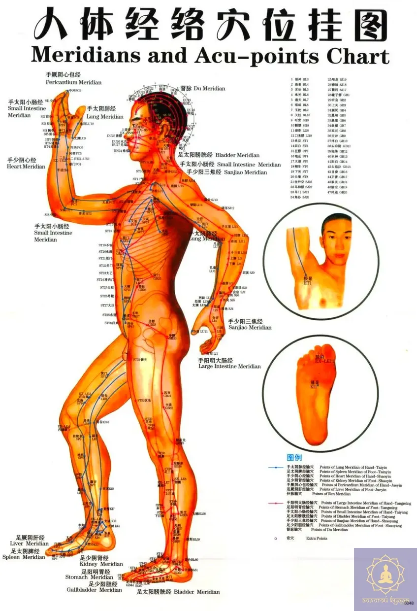 Плакат с меридианами и акупунктурными точками.