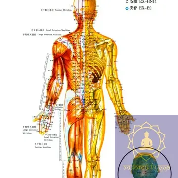 Плакат з меридіанами та акупунктурними точками.
