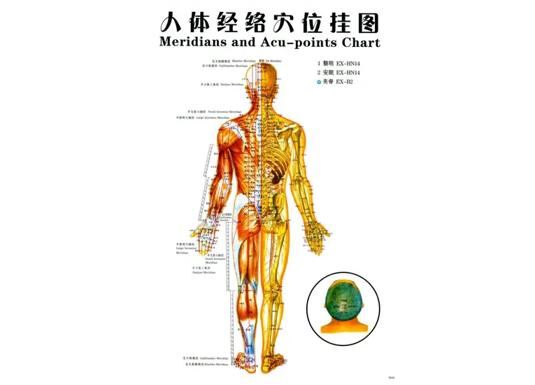 Плакат с меридианами и акупунктурными точками.