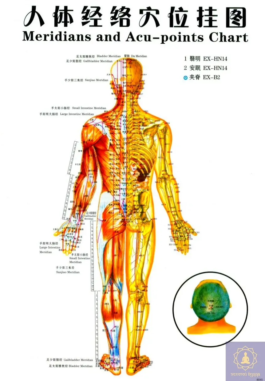 Плакат з меридіанами та акупунктурними точками.