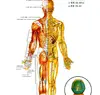 Плакат з меридіанами та акупунктурними точками.