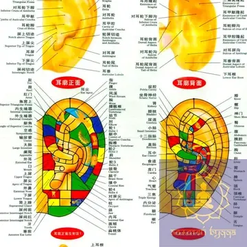 Плакат із меридіанами й акупунктурними точками.