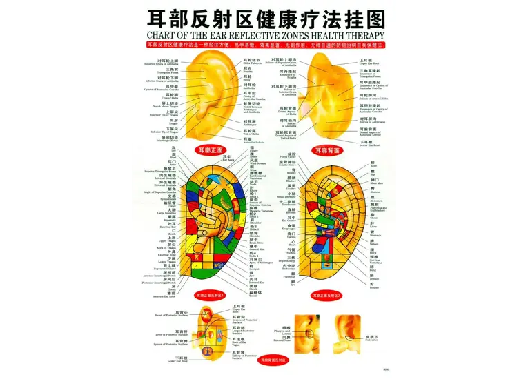 Плакат с меридианами и акупунктурными точками.