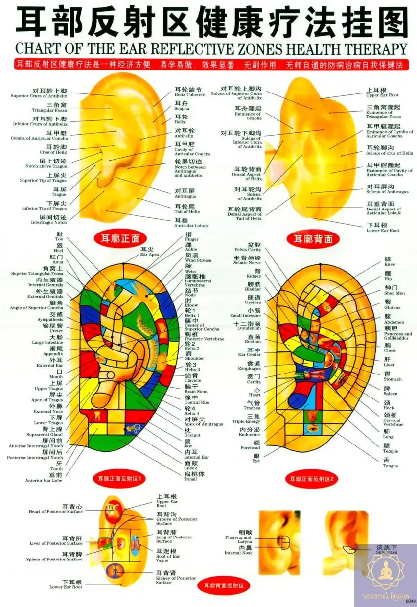 Плакат із меридіанами й акупунктурними точками.