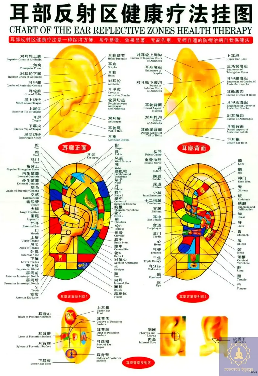 Плакат с меридианами и акупунктурными точками.