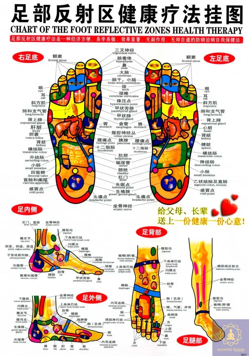 Плакат із меридіанами й акупунктурними точками.