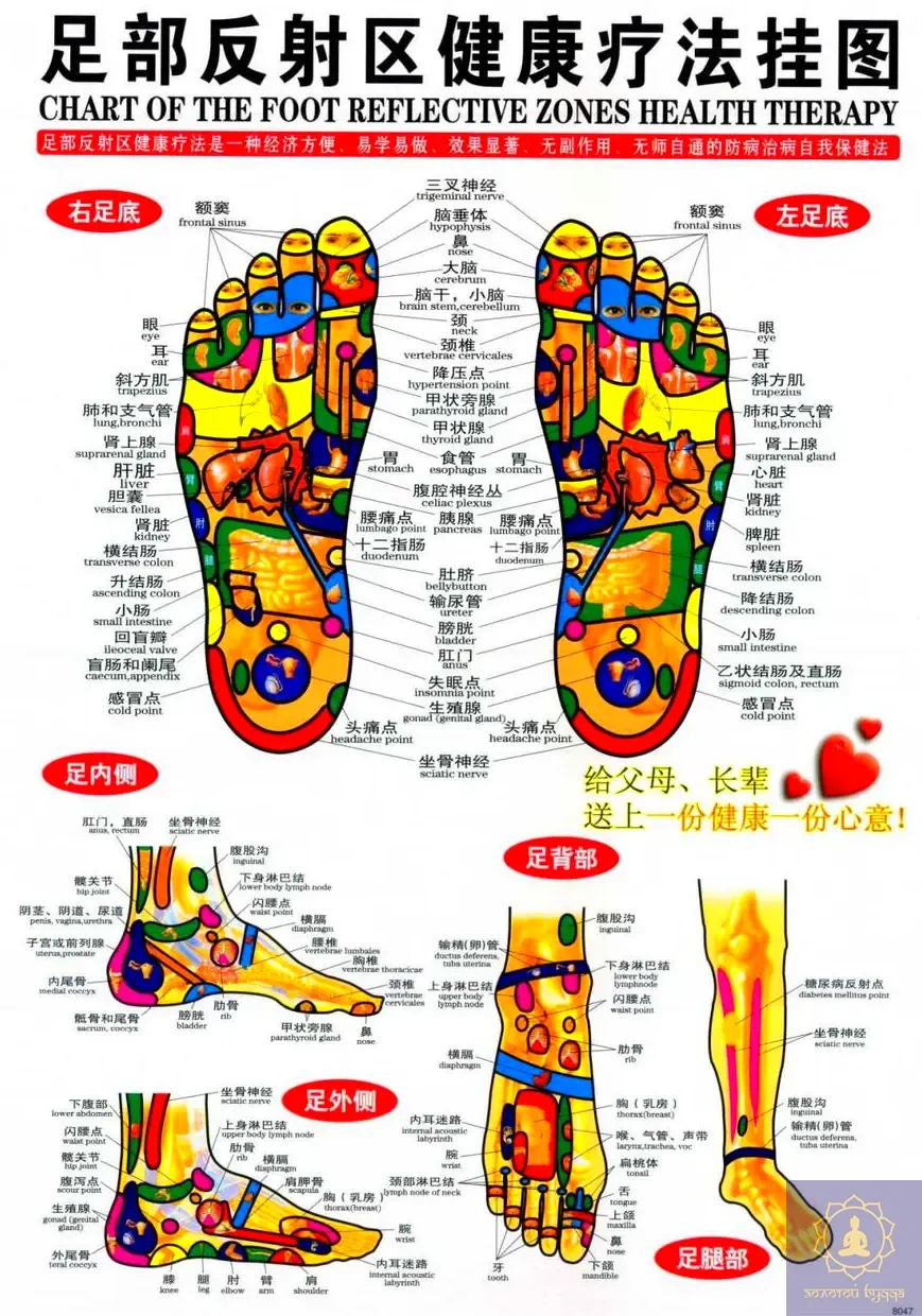 Плакат с меридианами и акупунктурными точками.