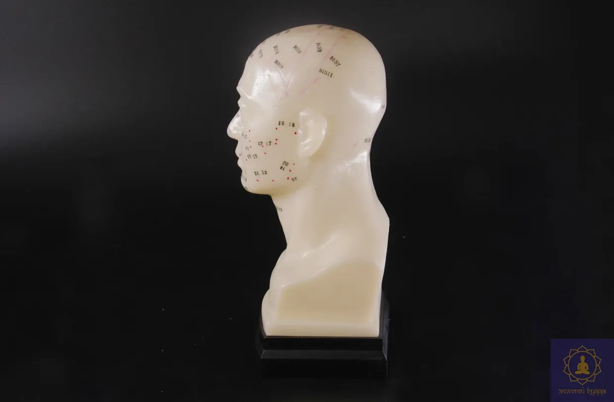 Макет голови.