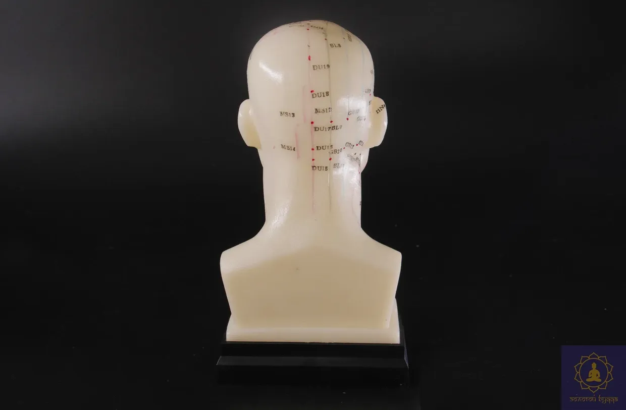 Макет голови.