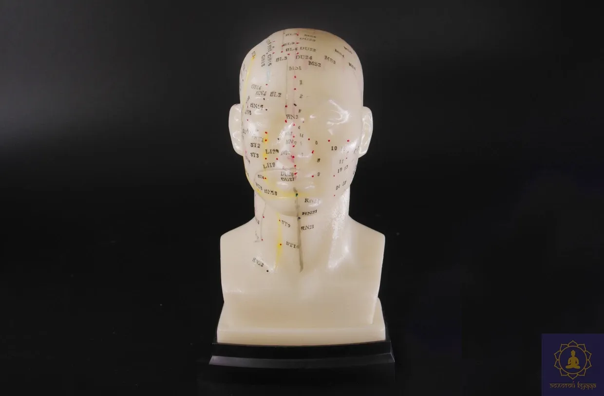 Макет голови.