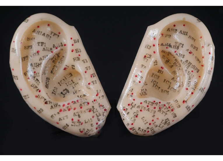 Макет уха   2шт   8 см