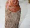 Хотей — дерево, розрізи