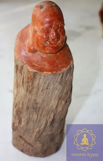 Хотей — дерево, розрізи