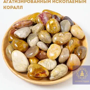 Агатизированный ископаемый коралл