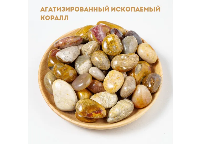 Агатизированный ископаемый коралл