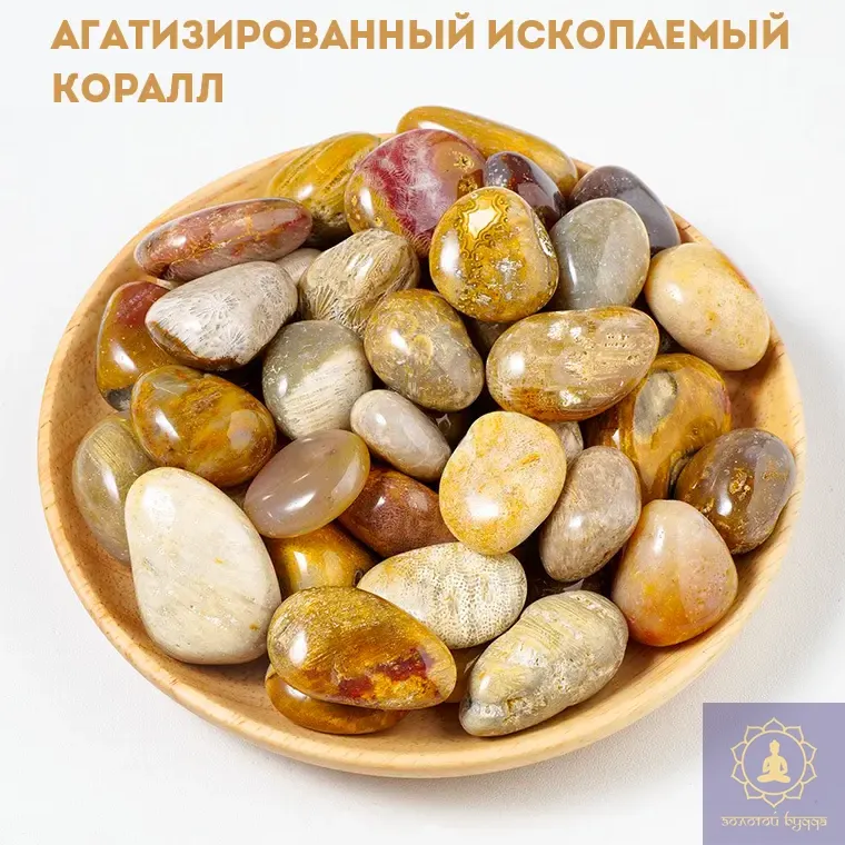 Агатизированный ископаемый коралл