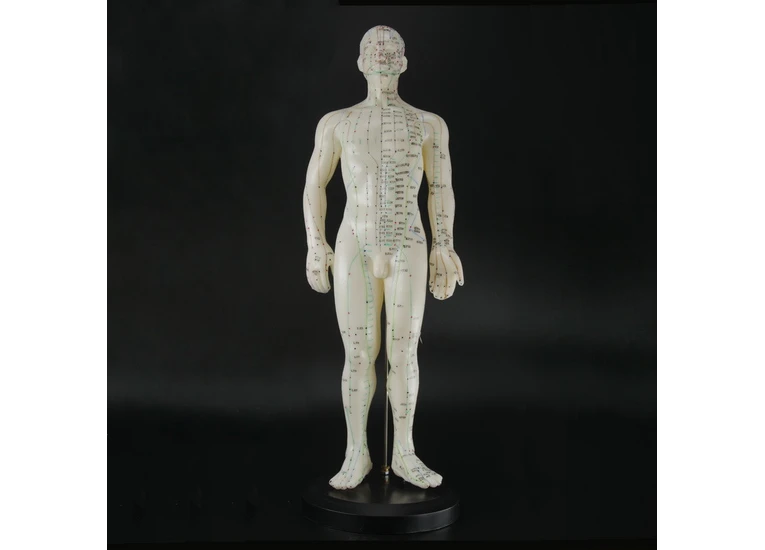 Макет человека мужчины  50см.