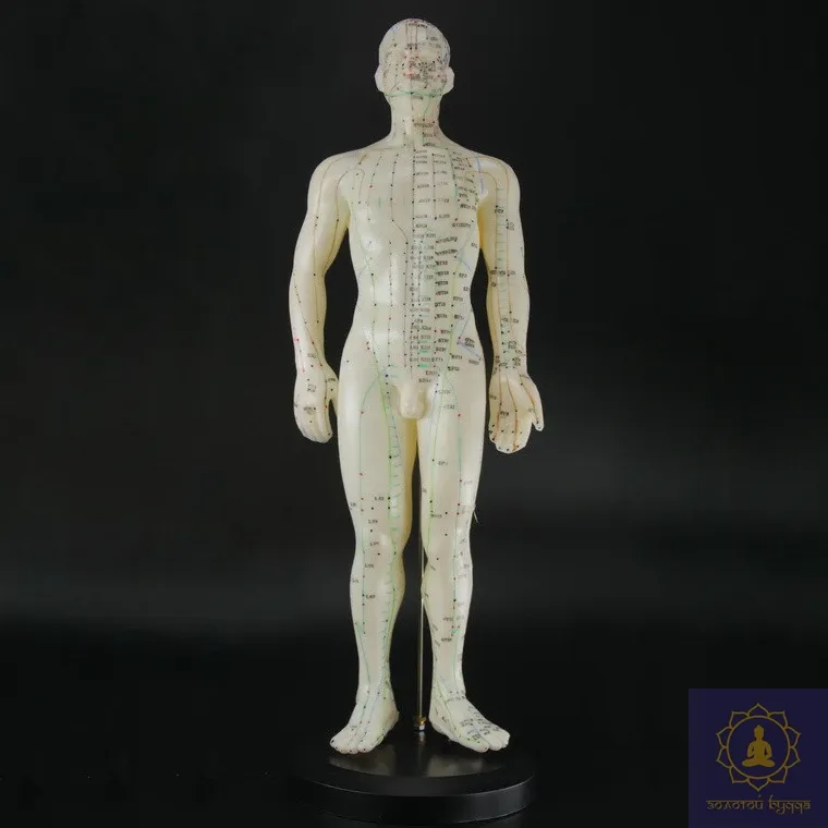 Макет человека мужчины  50см.