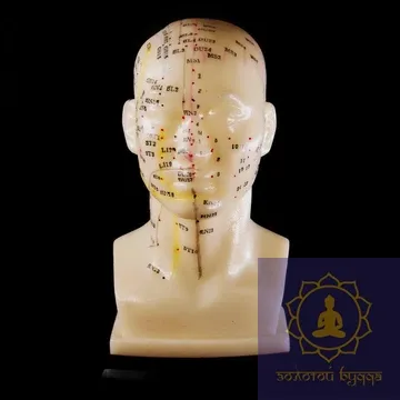 Макет голови.