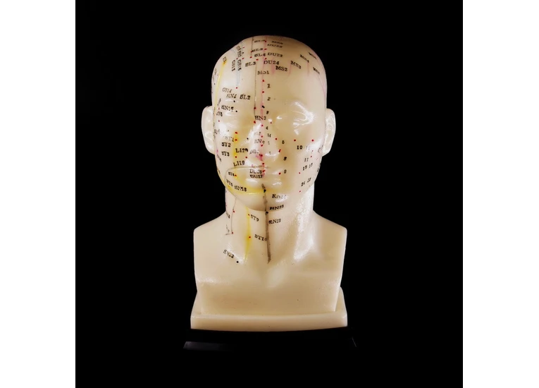 Макет головы.