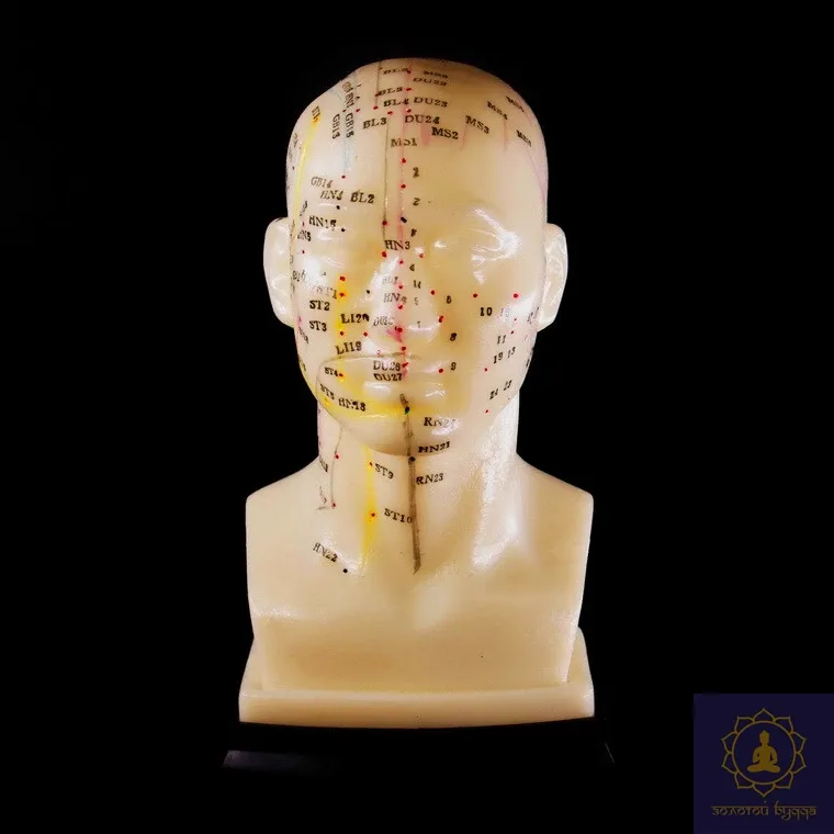 Макет головы.