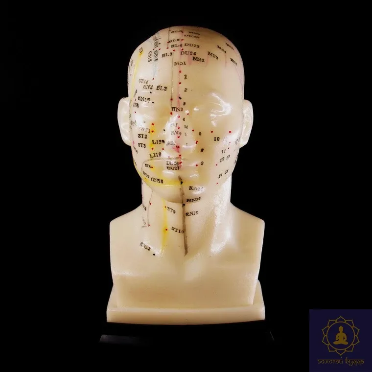 Макет голови.