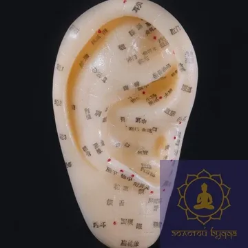 Макет вуха.