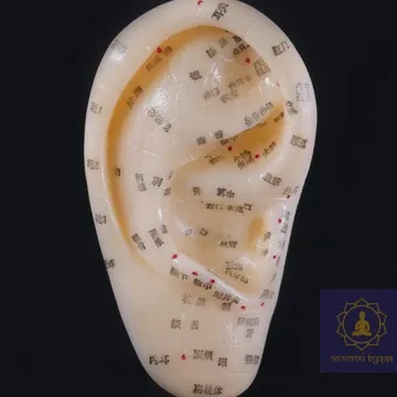 Макет вуха.