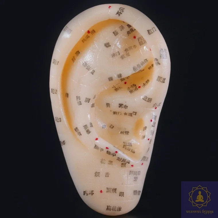 Макет вуха.