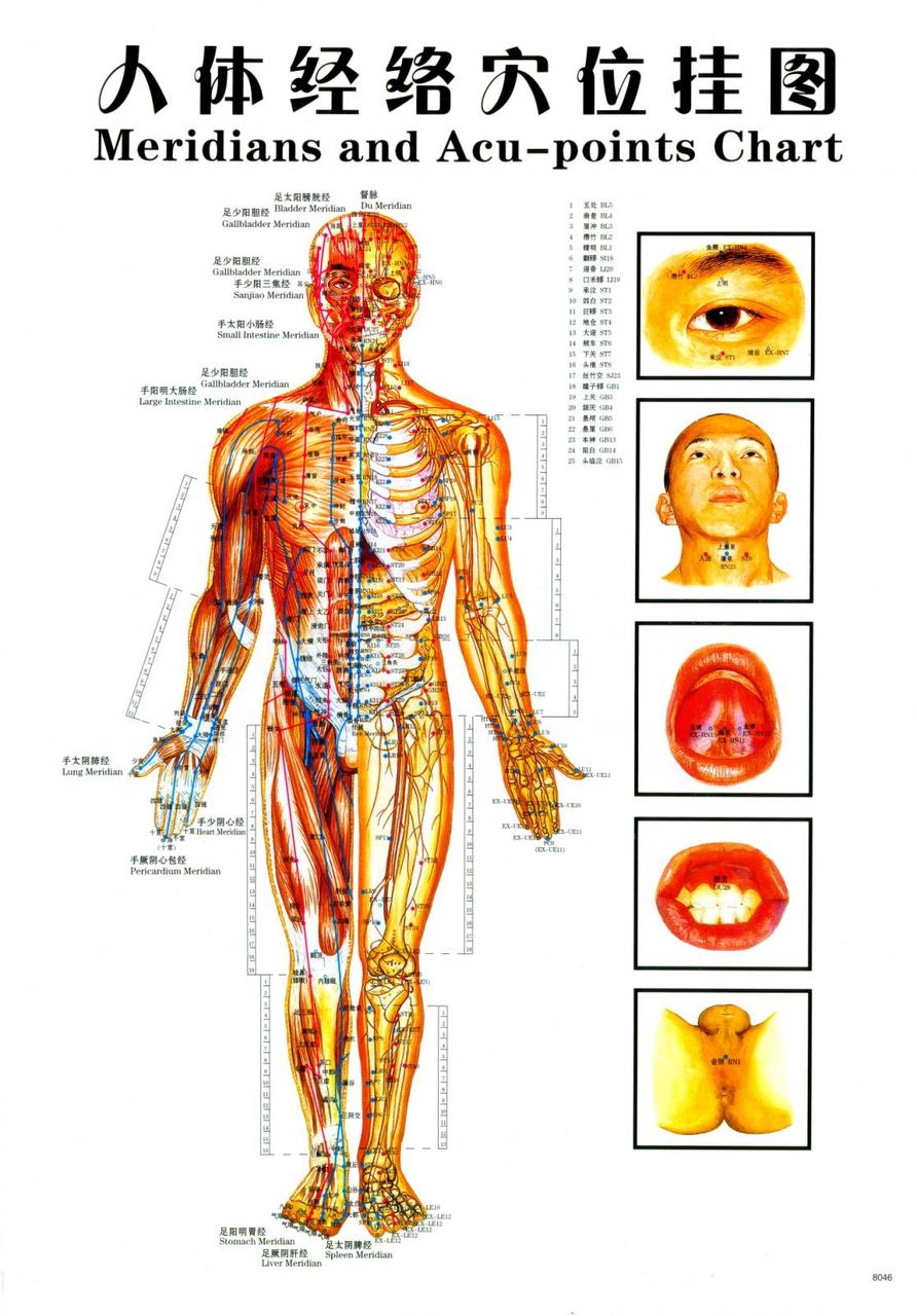 Макеты человека, частей тела