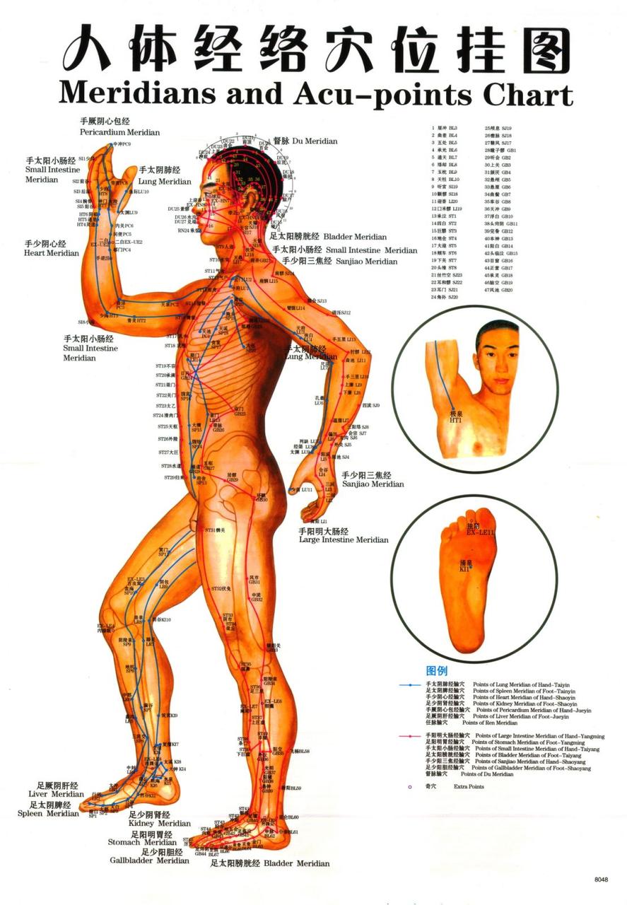 Макеты человека, частей тела