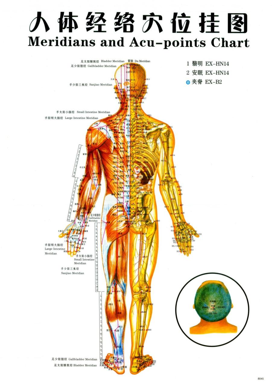 Макеты человека, частей тела