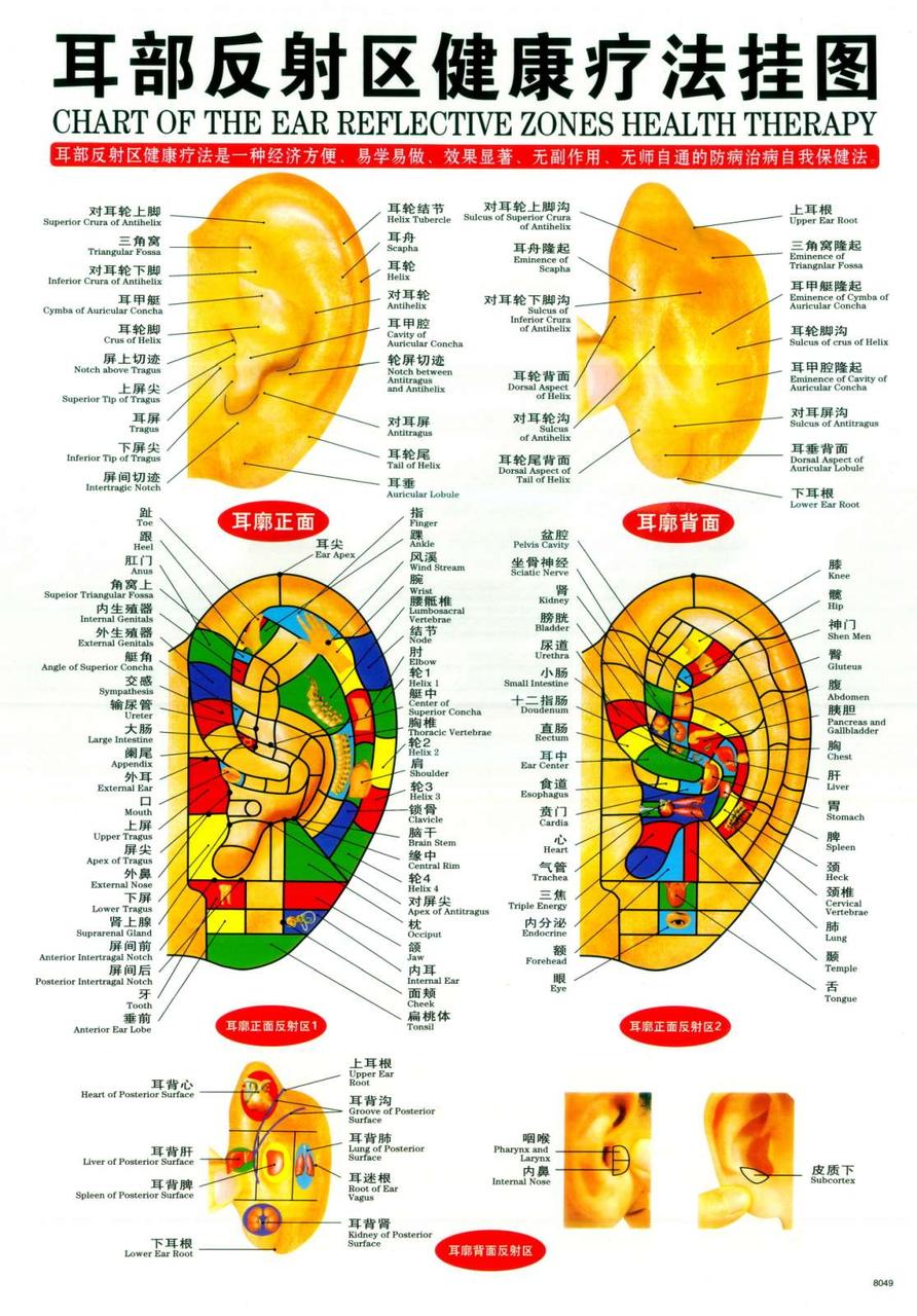 Макеты человека, частей тела