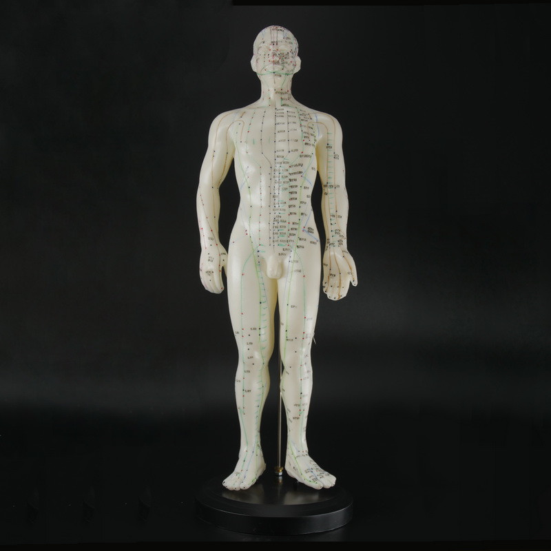 Макеты человека, частей тела